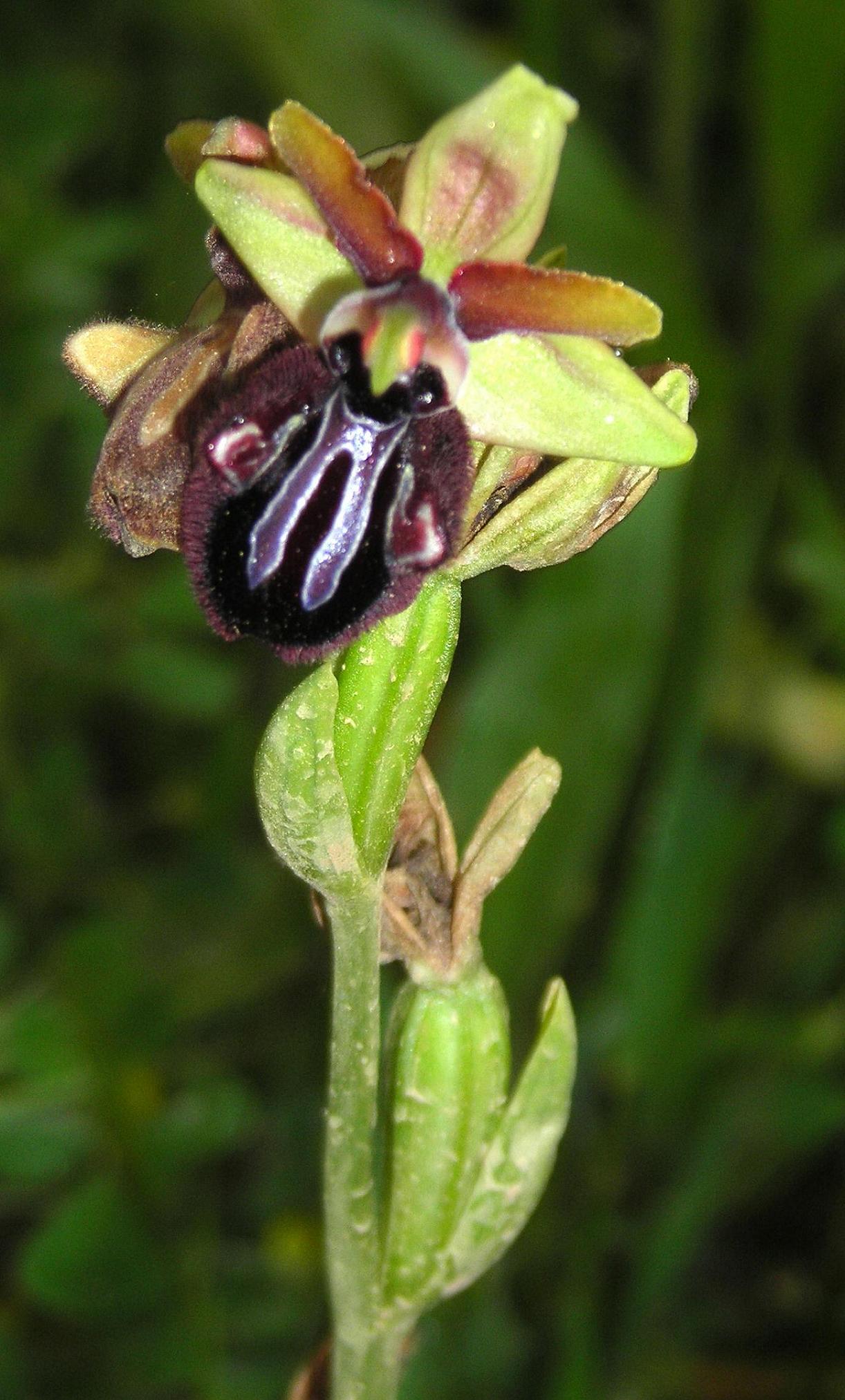 Ophrys dall''Elba